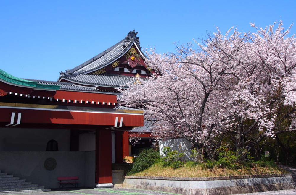 桜の季節（3月下旬ごろ〜）